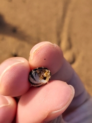 Austrocochlea porcata