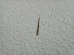Styringomyia