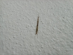 Styringomyia