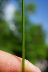 Poa trivialis