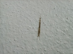 Styringomyia