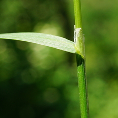 Poa trivialis