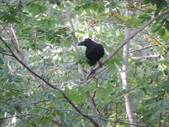 Corvus macrorhynchos