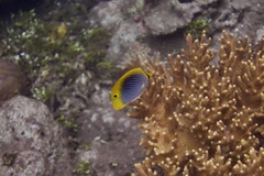 Chaetodon ocellicaudus