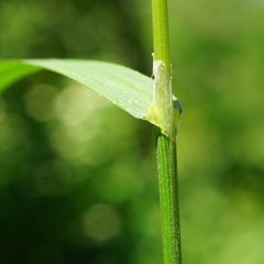 Poa trivialis