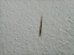 Styringomyia