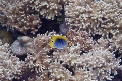 Chaetodon ocellicaudus