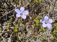 Roella triflora