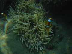 Amphiprion bicinctus