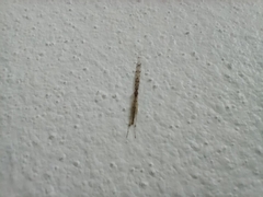 Styringomyia