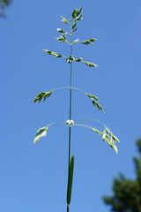 Poa trivialis