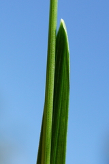 Poa trivialis
