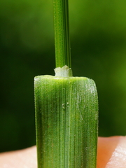 Poa trivialis