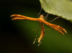 Pterophoridae