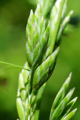 Poa trivialis