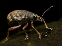 Catamonus melancholicus
