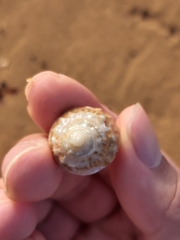 Astralium tentoriiforme