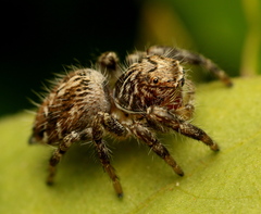 Hyllus