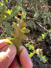 Quercus vaseyana