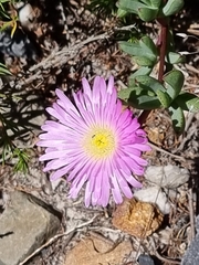 Lampranthus falciformis