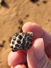 Tenguella marginalba