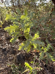 Quercus vaseyana