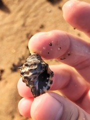 Tenguella marginalba