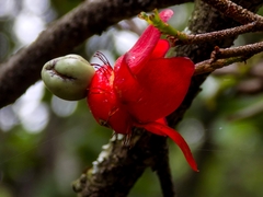 Ochna serrulata