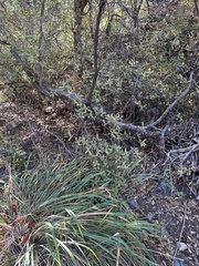 Quercus vaseyana