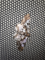 Lepidoptera