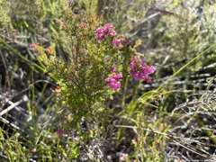 Erica tenella