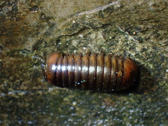 Zephronia profuga
