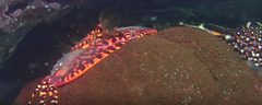 Allopetrolisthes spinifrons