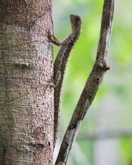 Anolis fuscoauratus
