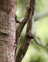 Anolis fuscoauratus