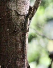 Anolis fuscoauratus