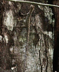 Anolis fuscoauratus