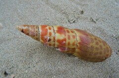 Mitra mitra