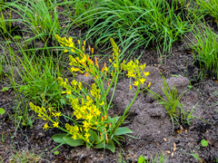 Eriospermum mackenii