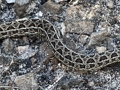 Bitis atropos