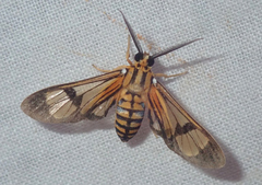 Leucotmemis climacina