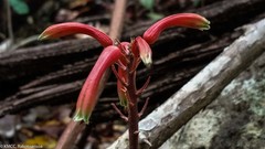 Aloe ambrensis image