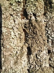 Physconia enteroxantha