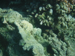 Larabicus quadrilineatus