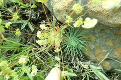 Psammotropha myriantha