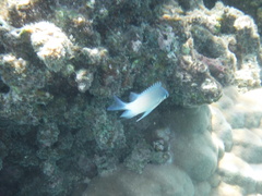 Amblyglyphidodon indicus