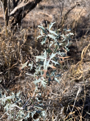 Agarita
