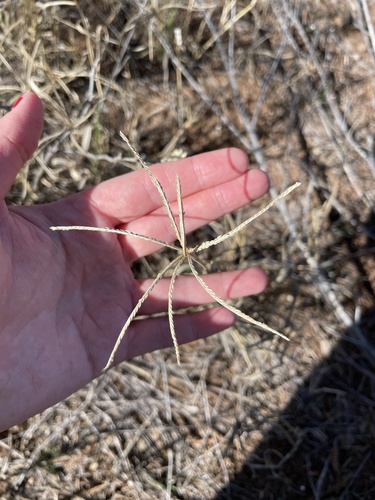 Bermuda grass
