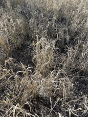 Eleusininae
