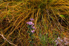 Athrixia phylicoides